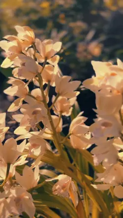 Primavera