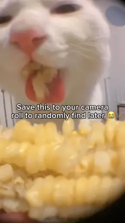 Corn cat