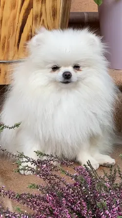 Pomeranian 