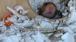 my hamster<3