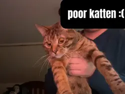 Poor katten