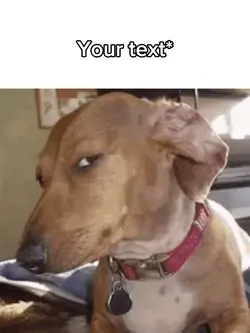 Dog meme😂