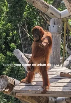 urban dictionar