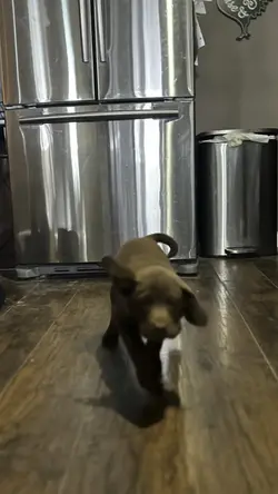 She want a big dog!