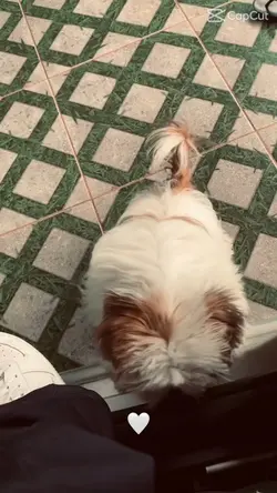 amor cachorrinhos