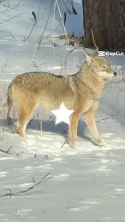 Fox x coyote