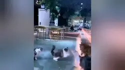 cat fight 