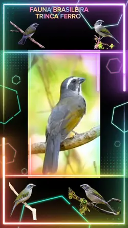 PÁSSARO TRINCA FERRO