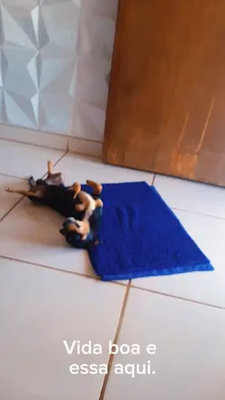 MEU CACHORRINHO
