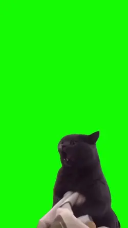 🏆 Meme Cat 🏆