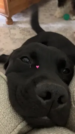 AWHH