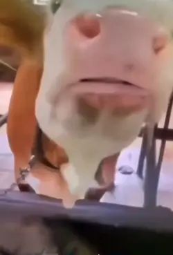 Slap cow