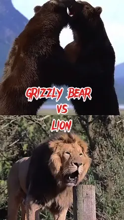 Bear vs Lion