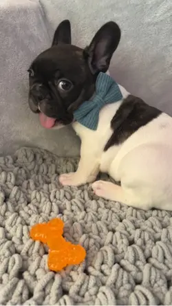 French Bulldog puppy