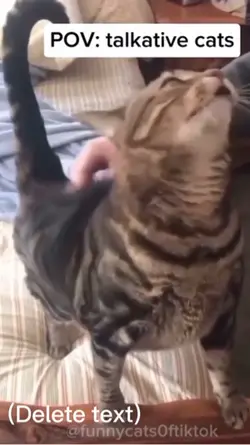 Talking cats