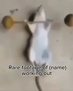 Rat lifting weights 