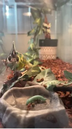 Chameleon 