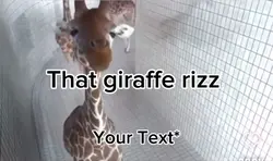 Giraffe Rizz