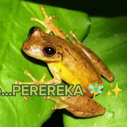 {PEREREKA SUICIDA} 