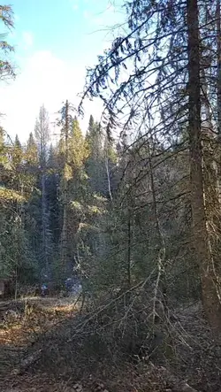 forest vibes of MN