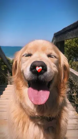 YOUR PET ❤️🩹
