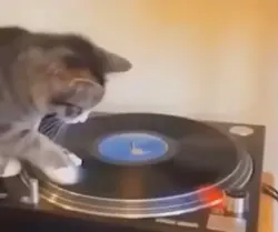 Cat spinning 