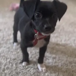 My dog pt 2 
