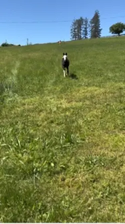 Baby horse