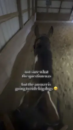 Horsies 