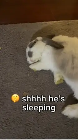 sleepy pet:) 