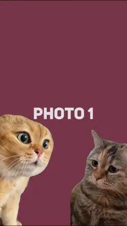 Cat Green Screen
