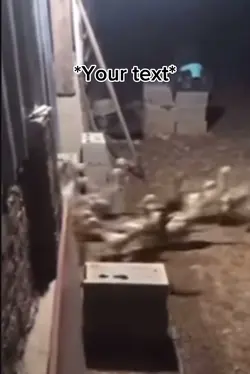DUCK ARMY