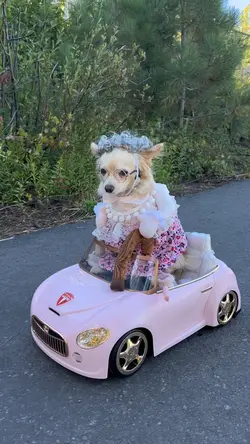 they see me rolling 