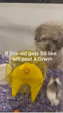 50 likes 