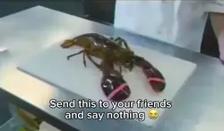 Lobster sandwic