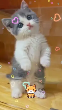 Meu gatinho 