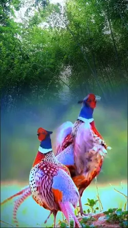 Lovebird