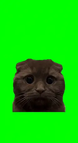 Sad cat 