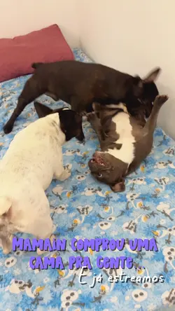 Meme dogs