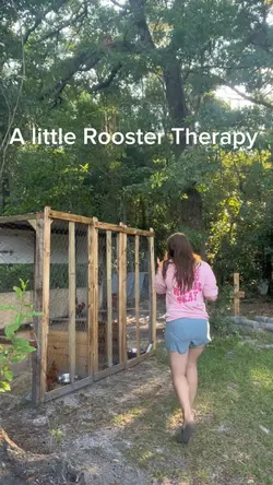 Rooster time