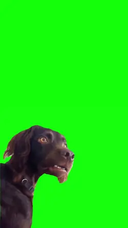 mene cachorro dog