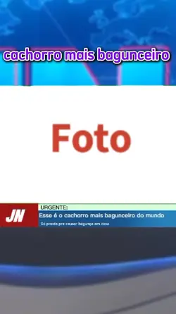 cachorro bagunceiro