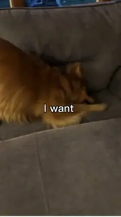I want food
