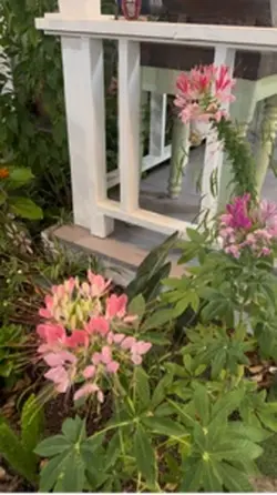 Summer blooms 