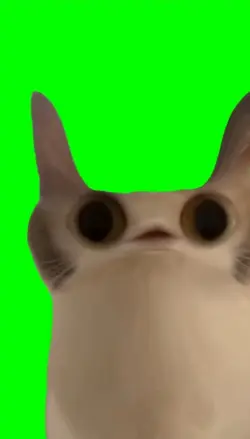Meow