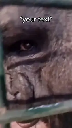 Zesty gorilla