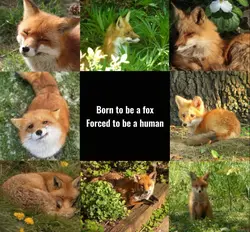 Foxes <3