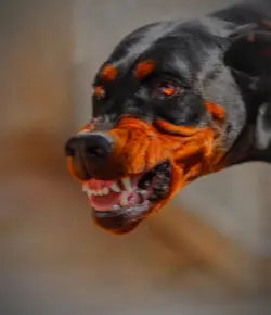 Doberman edit