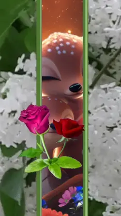 Modelo Novo 