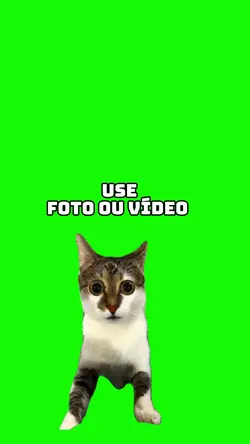 greenscreen cat